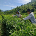 康县店子乡网红吃瓜,网红吃瓜，探寻乡村美食新风尚